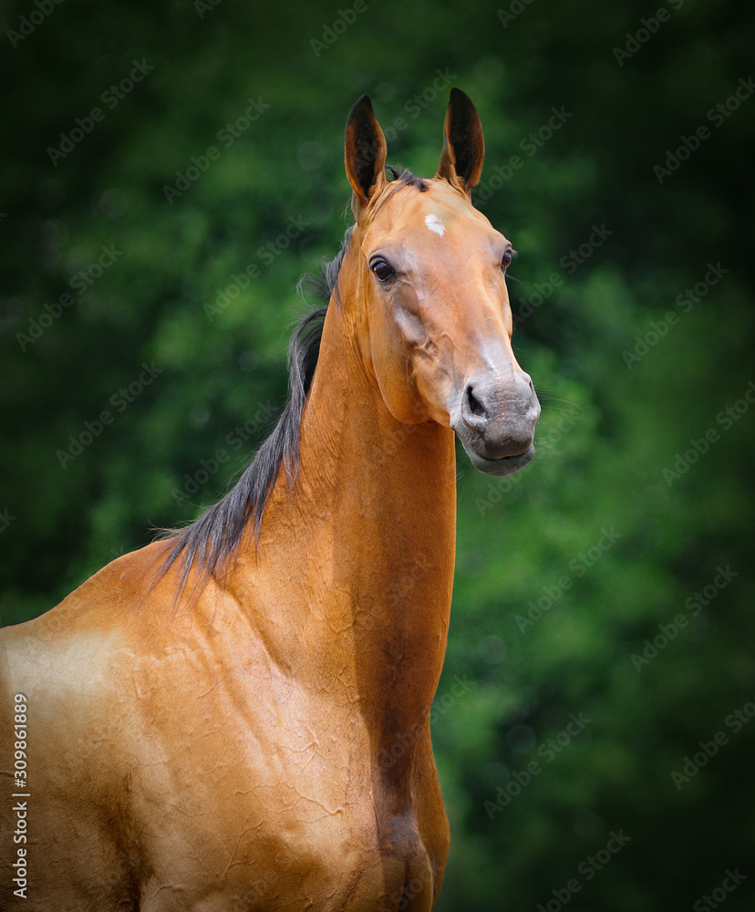 Obraz premium Bay akhal-teke horse summer portrait