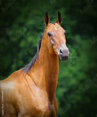 Bay akhal-teke horse summer portrait