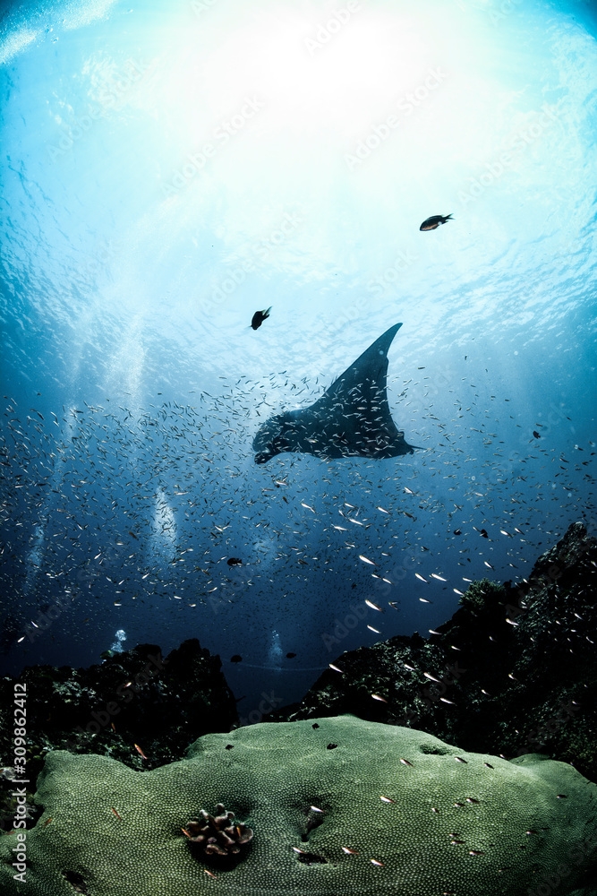 Obraz premium Giant Manta Ray in Koh Bon, Thailand