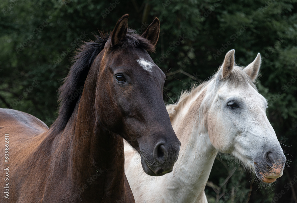 caballo blanco y negro