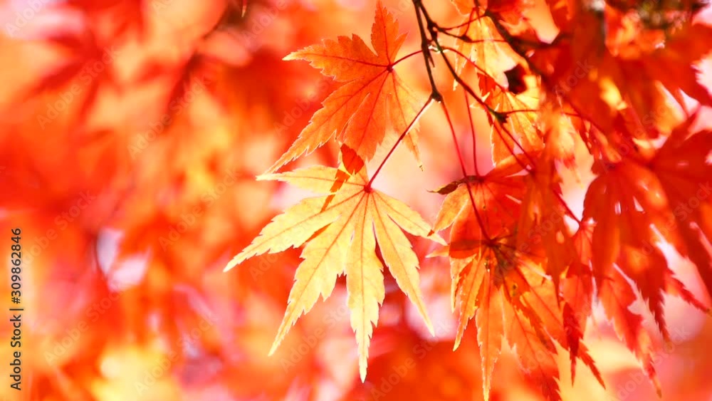 日本の秋の紅葉 日本の秋の紅葉