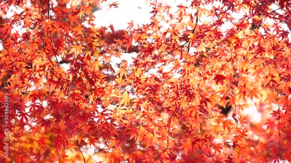 日本の秋の紅葉