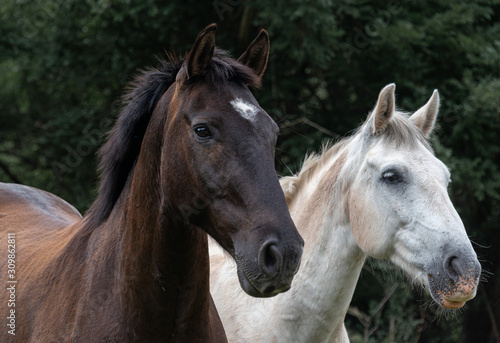 Fototapeta Naklejka Na Ścianę i Meble -  caballo blanco y negro