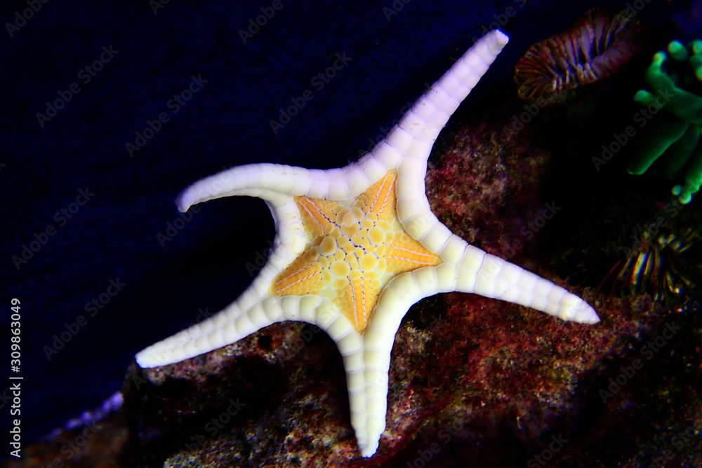 Icon Double Sea Star (Iconaster longimanus) Icon Double Sea Star (Iconaster longimanus)