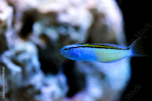 Red Sea Mimic Blenny - (Ecsenius gravieri)  photo