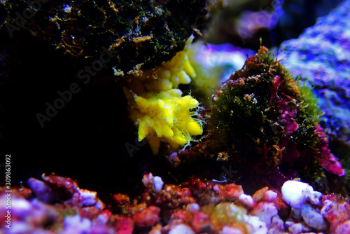 Yellow small sea cucumber - Colochirus robustus photo