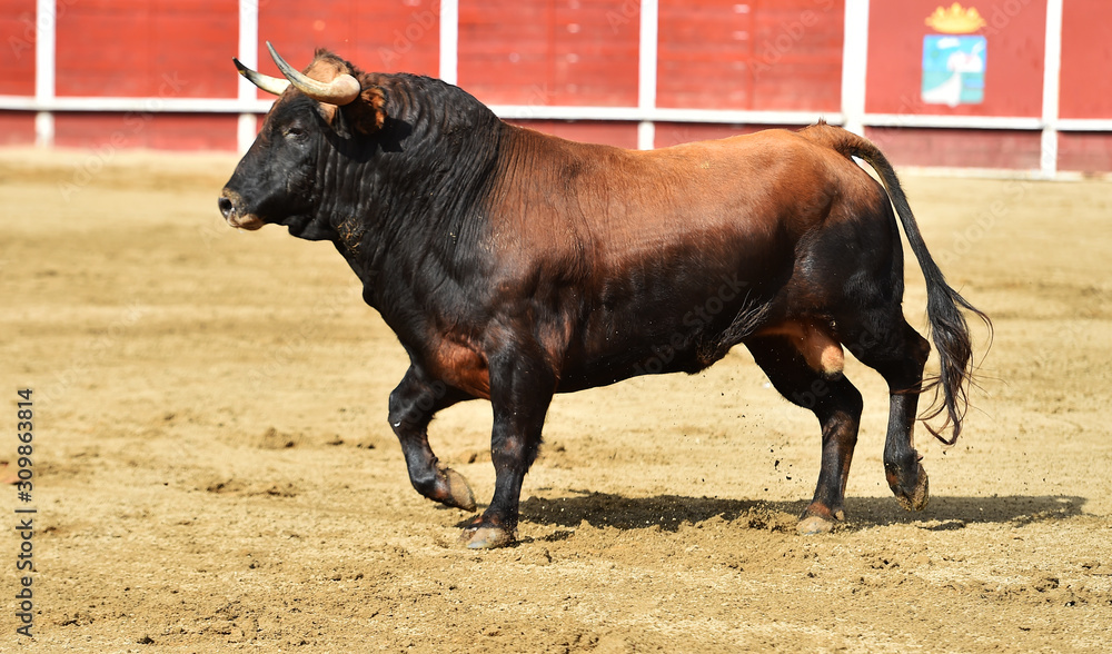 poderoso toro español en una plaza de toros poderoso toro español en una plaza de toros