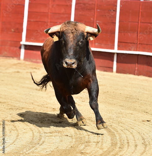 powerful bull running 