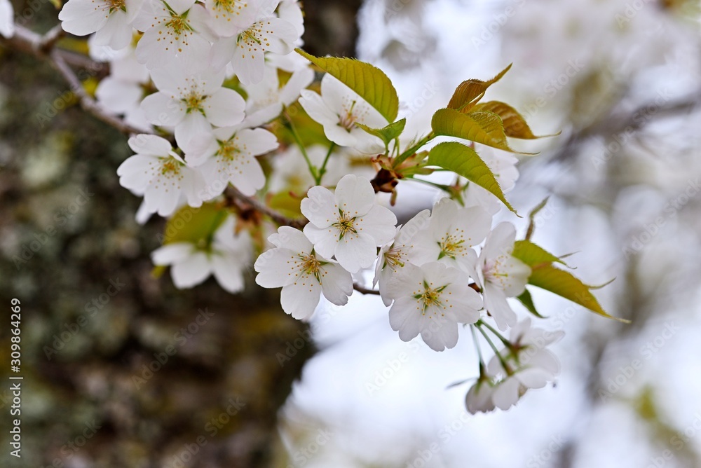 やわらかい若葉と咲く山桜