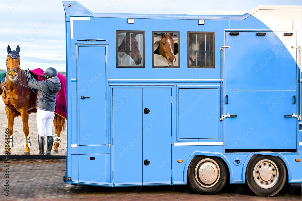 horse vehicle . transportation livestock. equestrian sport . Young woman taking care of her horse .