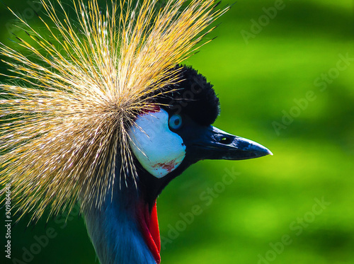 Obraz na plátně bad hair day