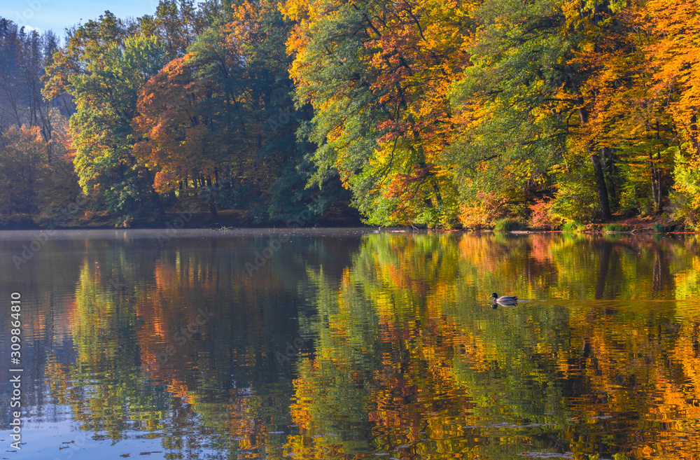 Obraz premium Autumn morning at lake Thal near Graz, Styria region, Austria