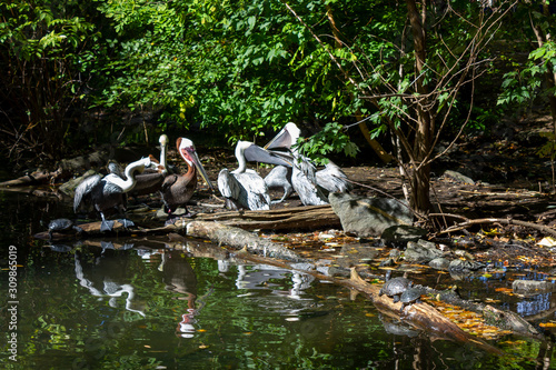 pelicans and turtles on the lake in forest