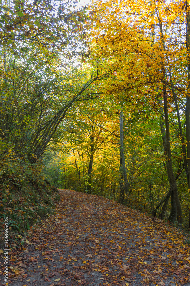 Obraz premium Autumn colorful morning in the forest near Graz, Styria region, Austria