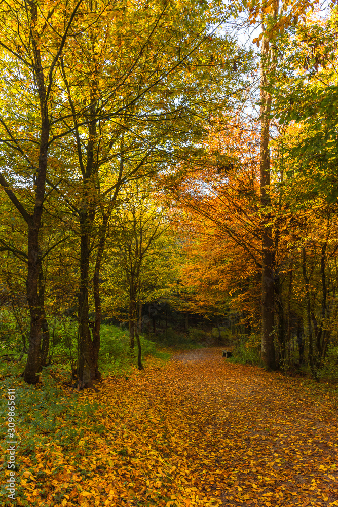 Autumn colorful morning in the forest  near Graz, Styria region, Austria