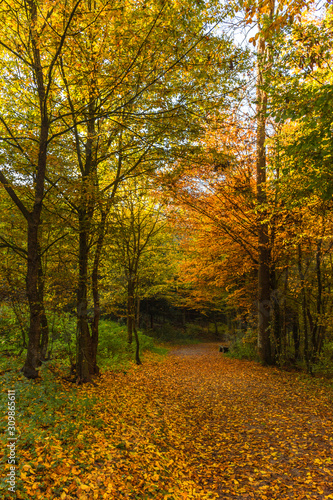 Autumn colorful morning in the forest  near Graz, Styria region, Austria © Aron M  - Austria