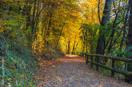 Autumn colorful morning in the forest near Graz, Styria region, Austria