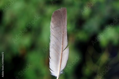 pluma de ave en paisaje puesta de sol photo