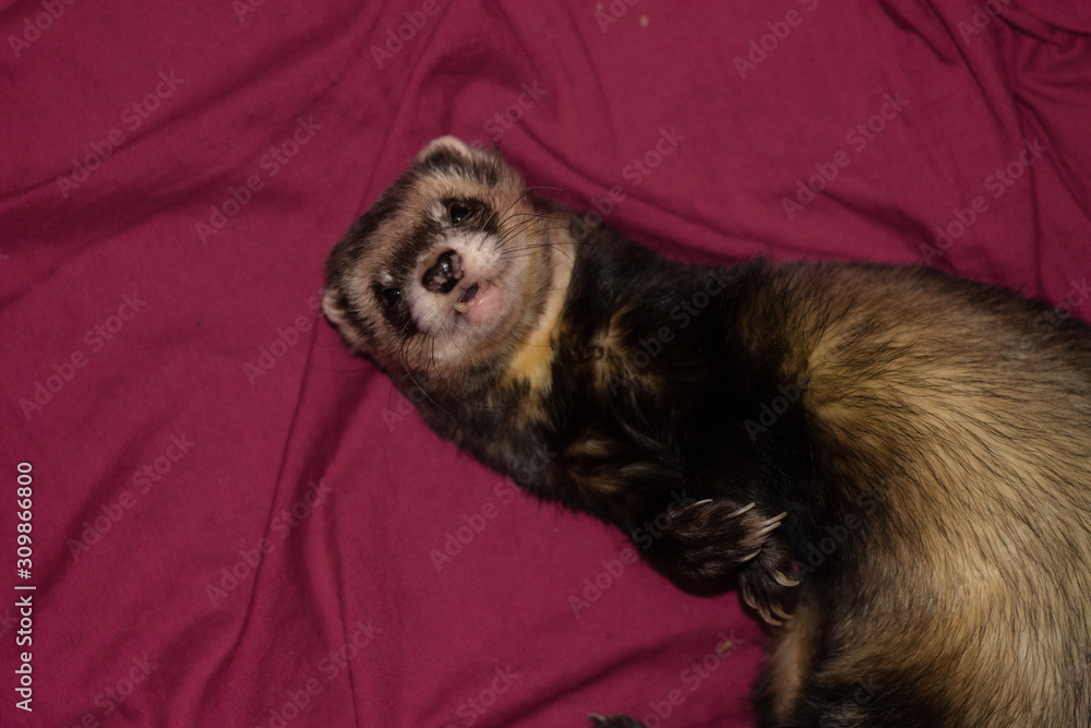 Obraz premium albert the ferret 