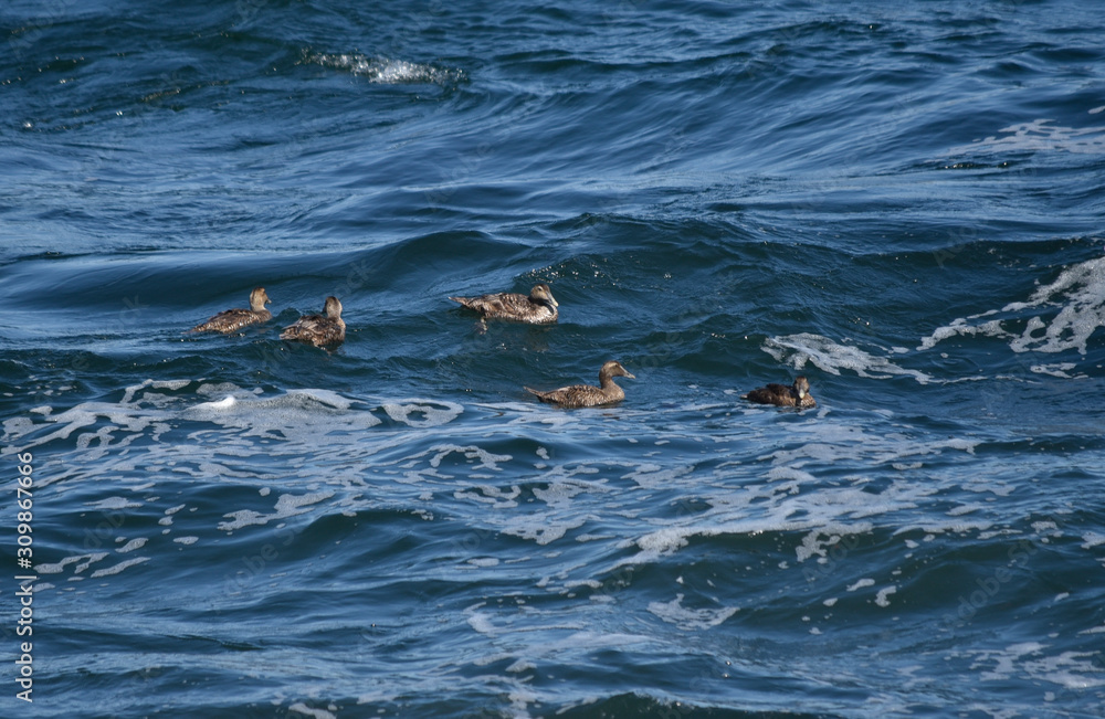 Obraz premium Common Eider