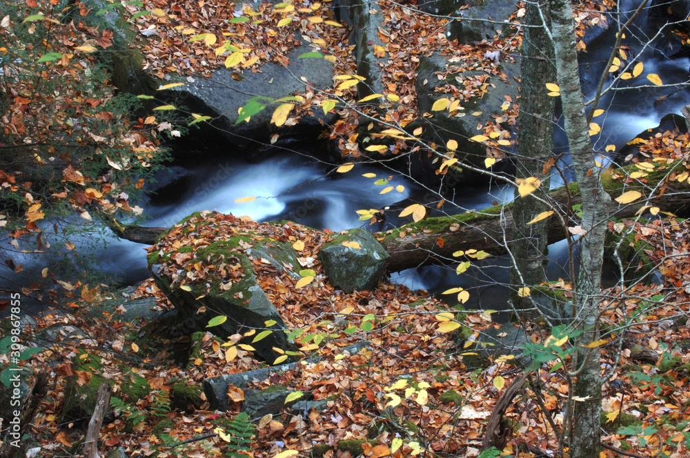 autumn leaves in the water autumn leaves in the water