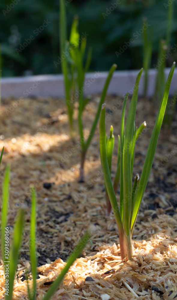 onions growing in the garden onions growing in the garden