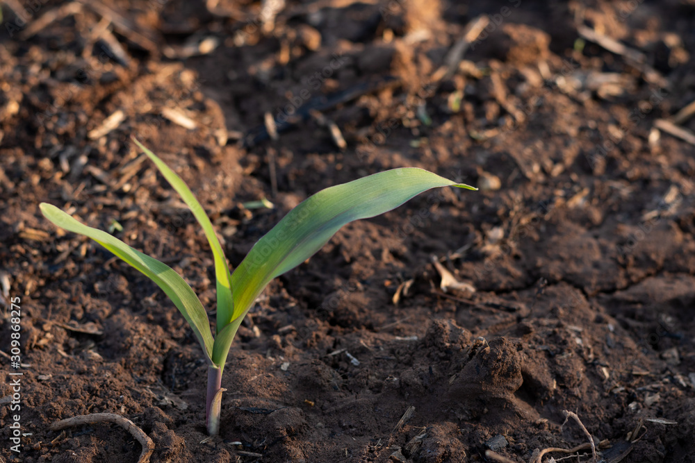 Fototapeta premium seedlings growing in soil, young plant in garden