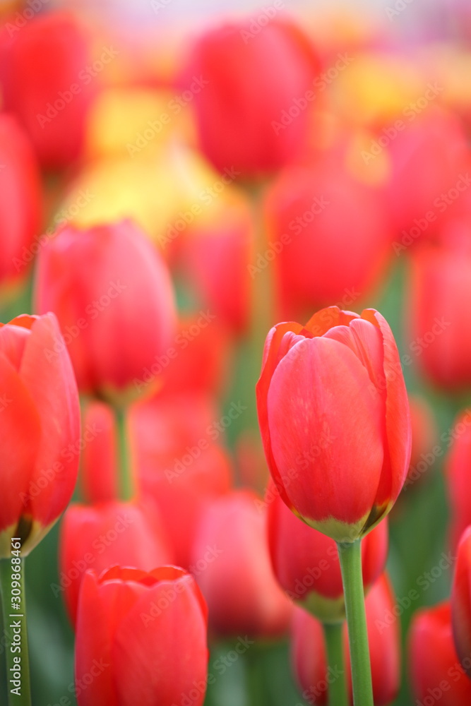 Fototapeta premium チューリップ