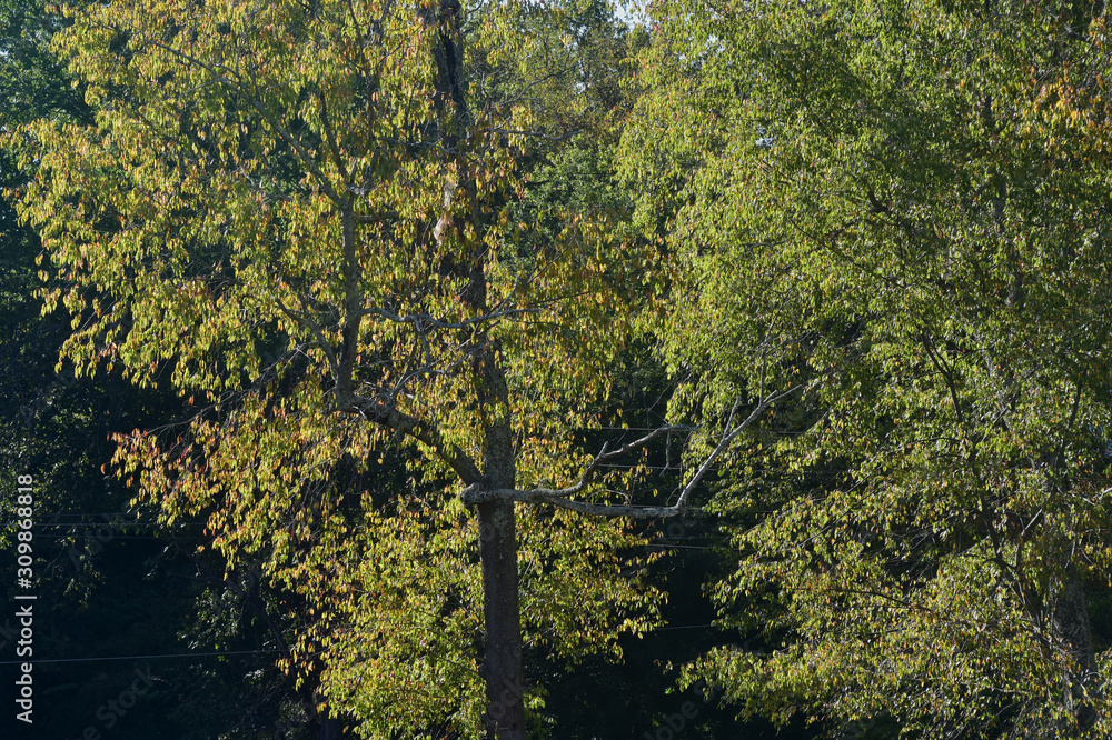 Fototapeta premium trees in the forest