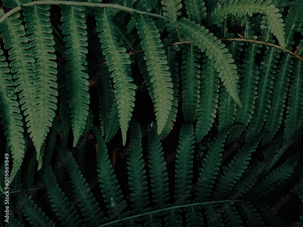 green leaves of fern for background nature