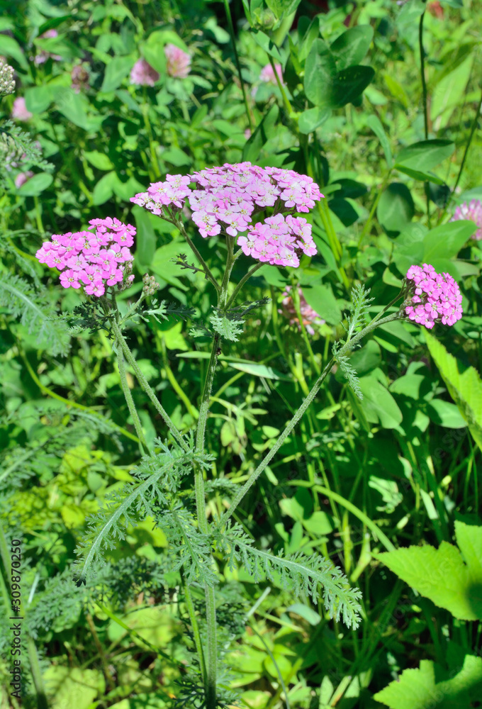 Herb milfoil (Achillea asiatica) 1 Herb milfoil (Achillea asiatica) 1