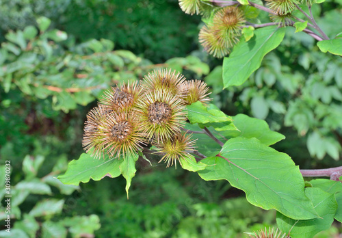 Herb burdock (Arcticum lappa) 5 photo