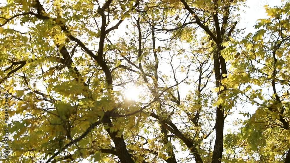Fall Leaves Blowing in the Wind with Sun in the Background in Slow Motion Fall Leaves Blowing in the Wind with Sun in the Background in Slow Motion