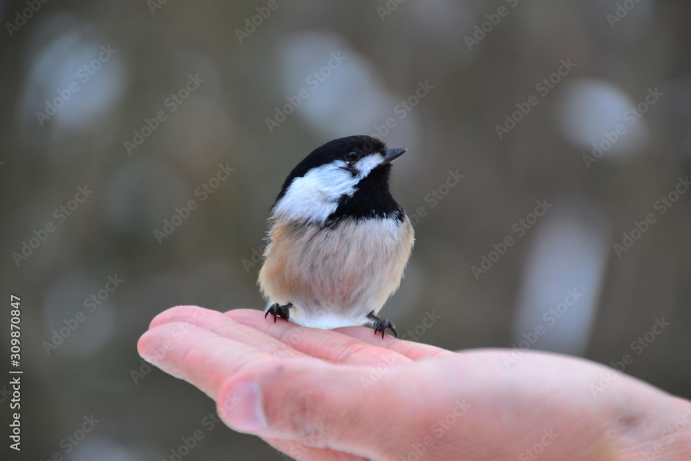 Obraz premium Black-capped Chickadee on Hand