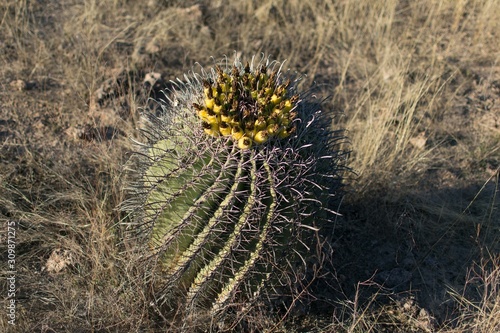 Desertic biznaga covered by yellow flowers at the desert