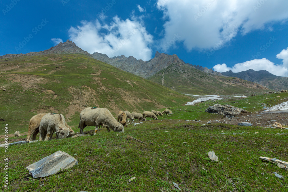 Pashmina Sheeps grazing in Zojila Pass, Jammu and Kashmir, India