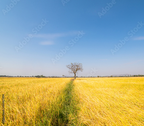 Rice filed and tree on blue sky