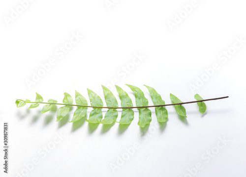 Boston fern leaf isolated on white background