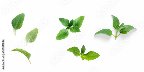 Set of fresh Spearmint or Mentha Spicata leaves  isolated on white background photo