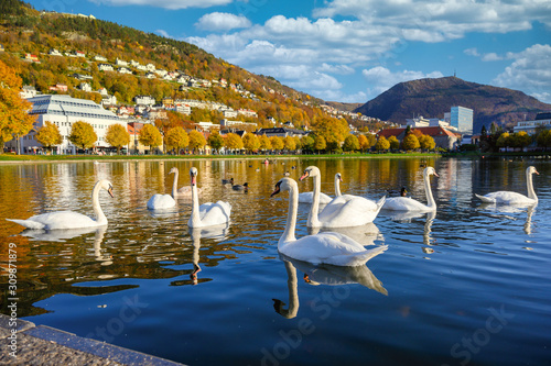 Store Lungegårdsvannet in the afternoon and the clouds sky, mountains reflecting the water along with swans and ducks swimming at bergen city, Norway photo