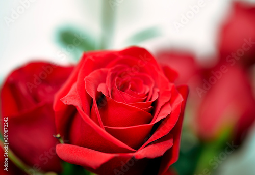Close up of a Red Rose