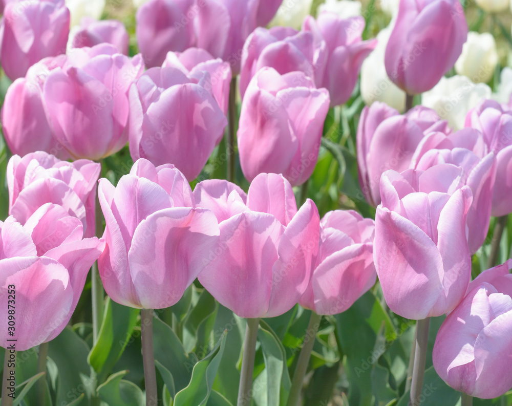 Obraz premium Lilac tulips in horizontal format
