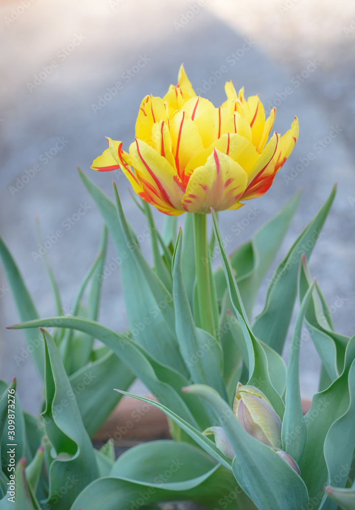 Fototapeta premium Yellow tulip with red