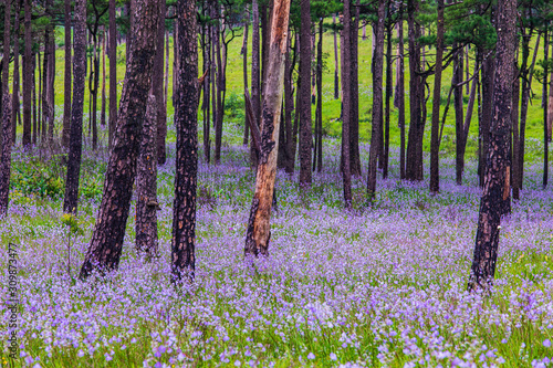 Cuadro en lienzo Flower's field in Phu Soi Dao national park, Uttaradit province, Thailand