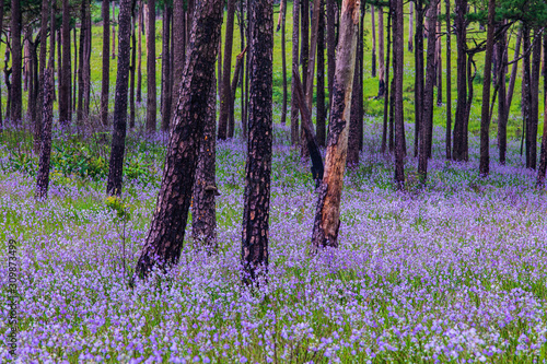 Flower's field in Phu Soi Dao national park, Uttaradit province, Thailand.