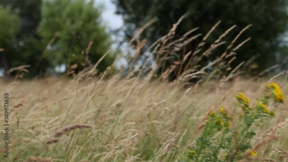 Plants swaying in the wind with trees in the background Plants swaying in the wind with trees in the background