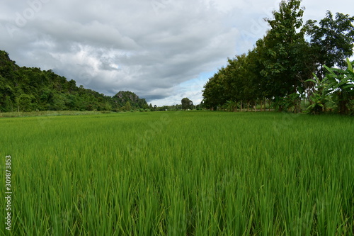 rice green field and blue sky