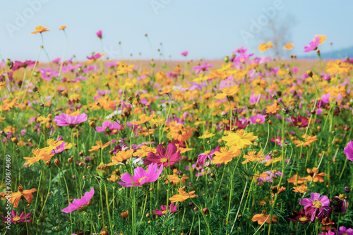 Colorful of cosmos in field with the sky. © RK1919