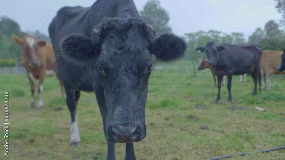 Black Cow with Broken Horns Looking at Camera, near a Dog and other Brown Cow in a Farmland Black Cow with Broken Horns Looking at Camera, near a Dog and other Brown Cow in a Farmland