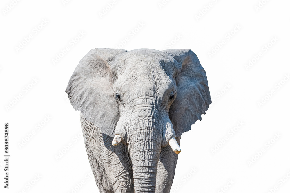 Obraz African Elephant isolated on white background